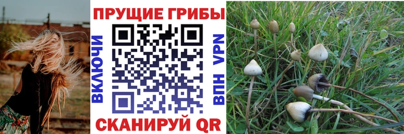 Купить где  Чердынь  Галлюциногенные грибы Cubensis 